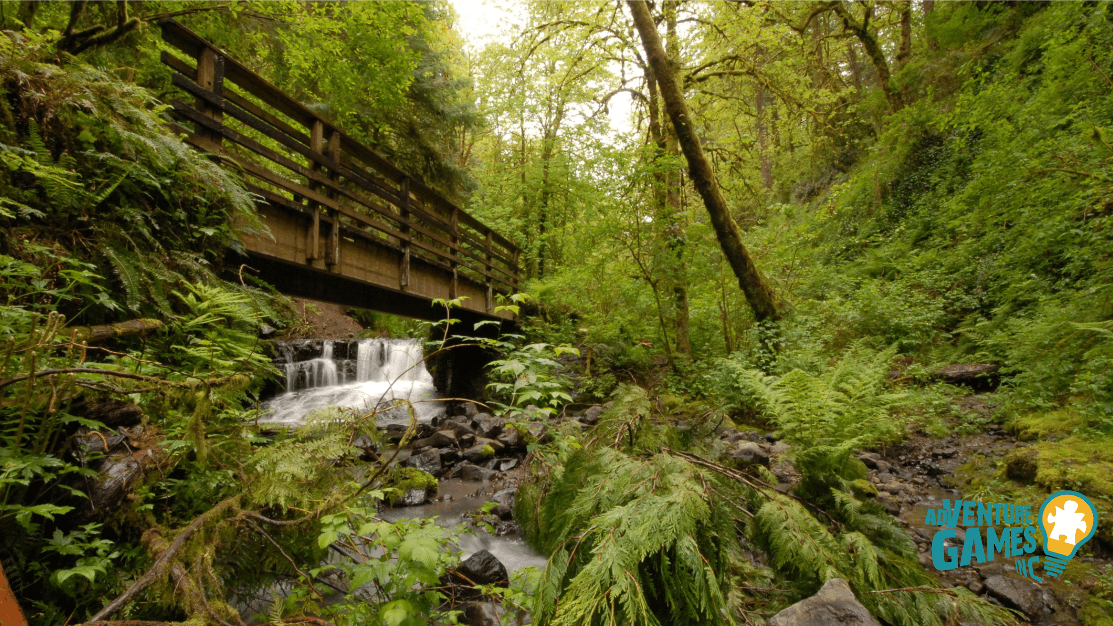 Wooden footbridge and small creek waterfall surrounded by lush ferns in Portland’s Forest Park.