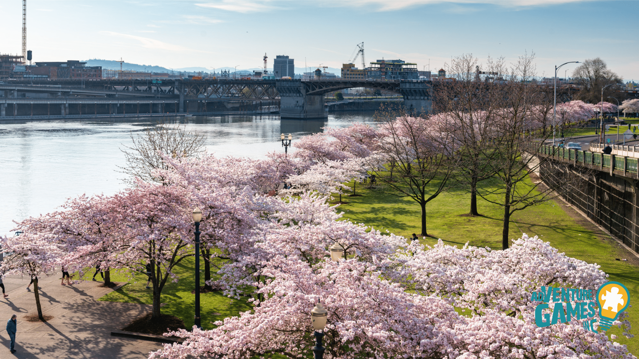 Cherry blossoms lining Tom McCall Waterfront Park on the Willamette River with bridges in downtown Portland.